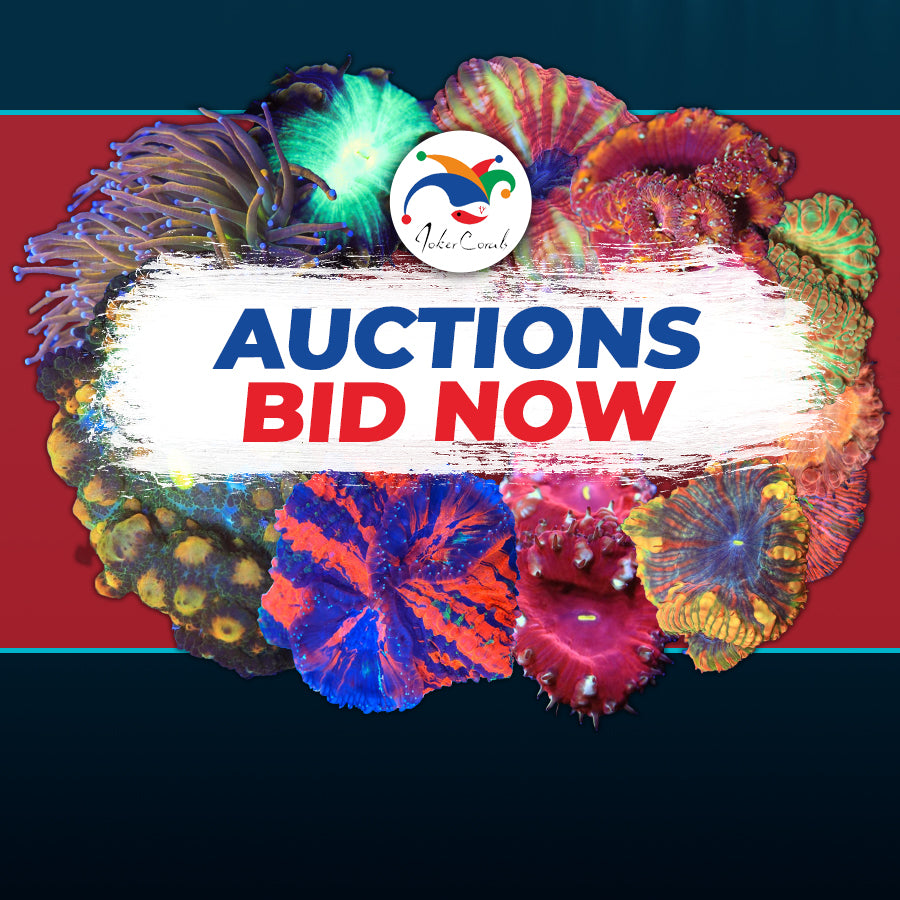 Auctions
