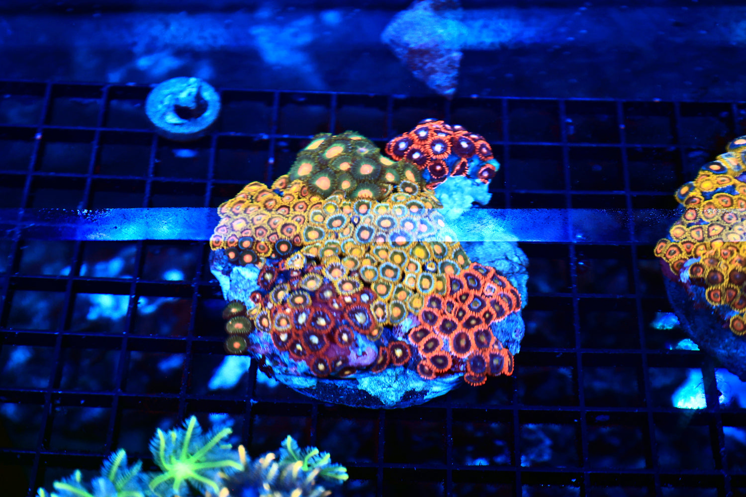 Mixed zoa plate