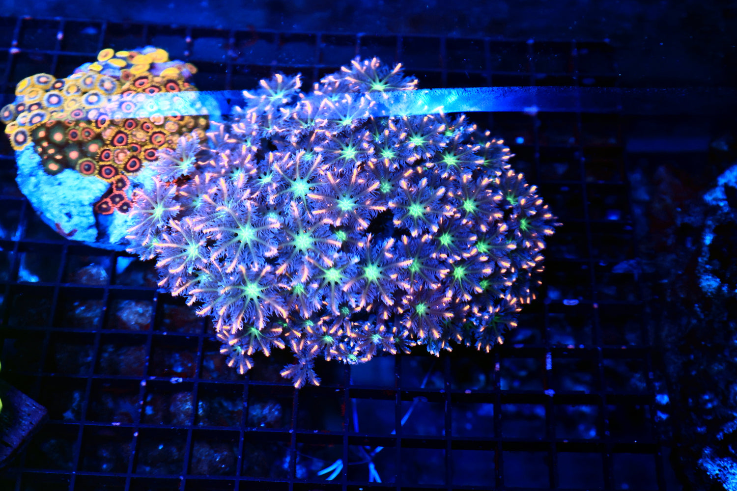 Clove polyp mixed
