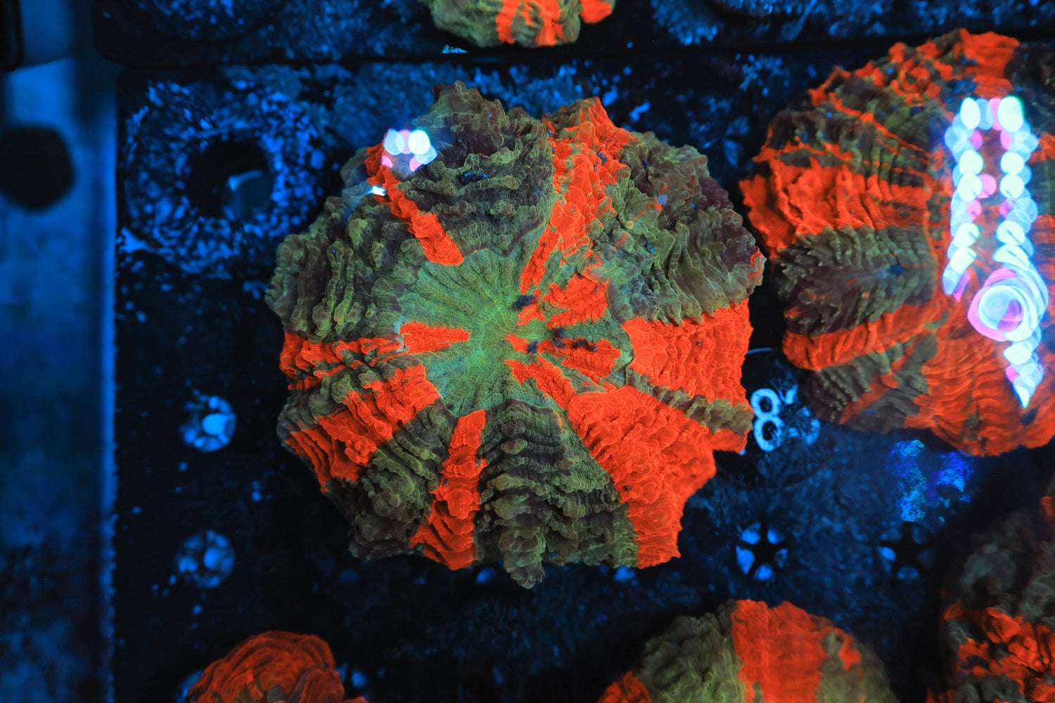 Rainbow acantho 83-Joker Corals
