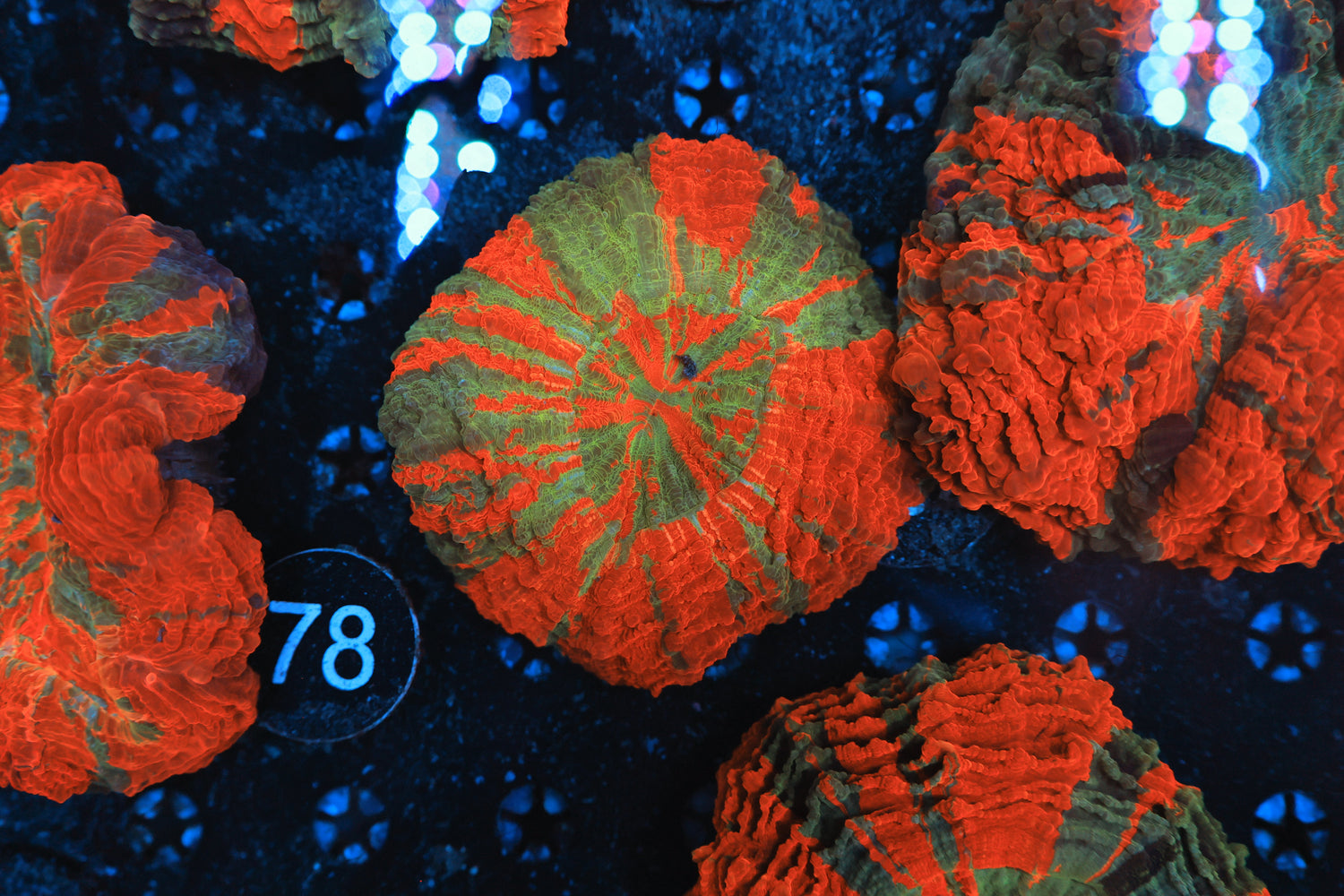 Rainbow acantho-Joker Corals