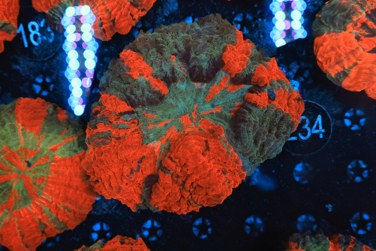 Rainbow acantho 234-Joker Corals
