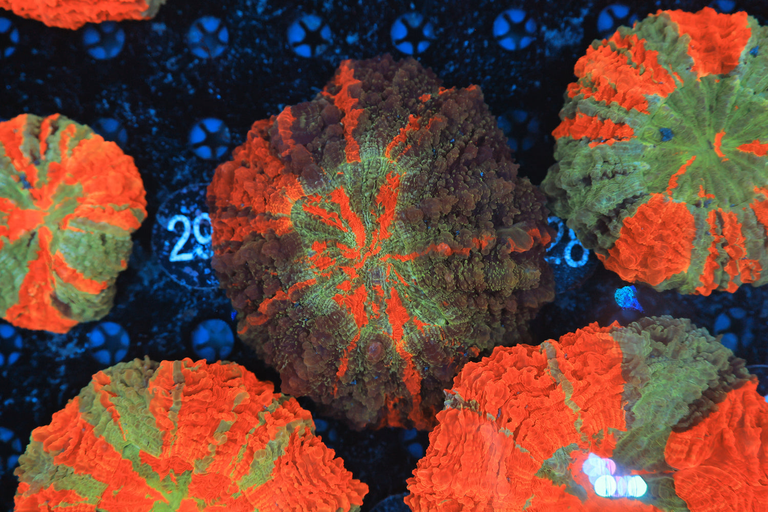 Rainbow acantho 28-Joker Corals