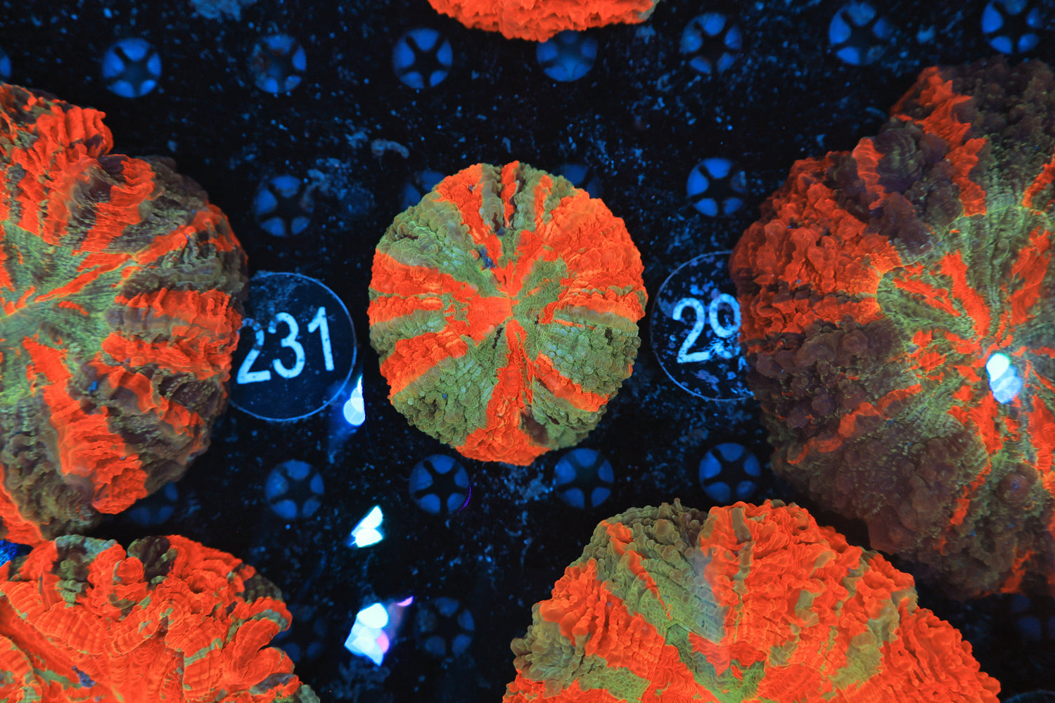 Rainbow acantho 29-Joker Corals