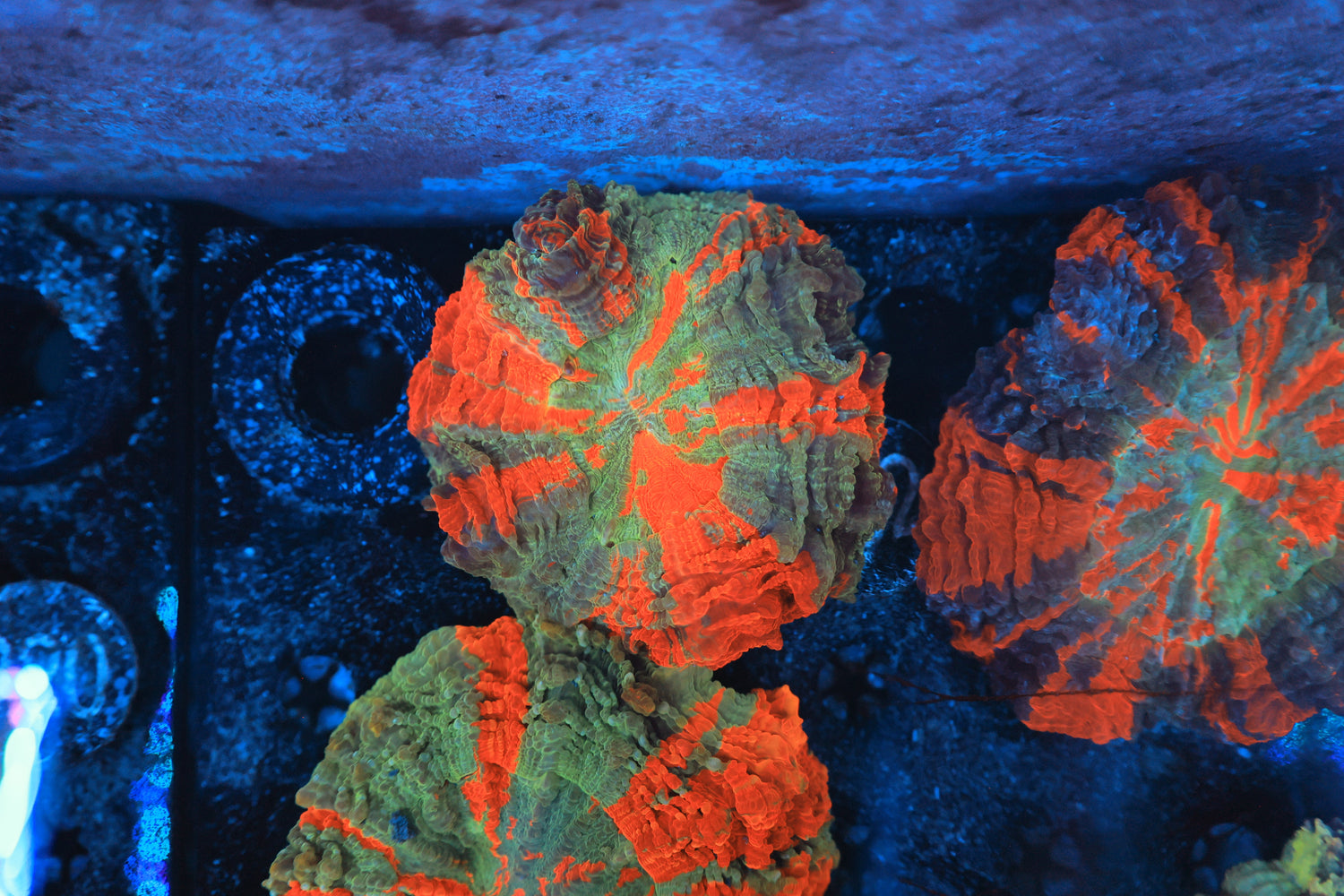 Rainbow acantho-Joker Corals