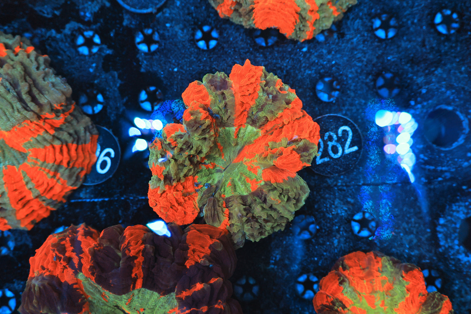 Rainbow acantho 282-Joker Corals