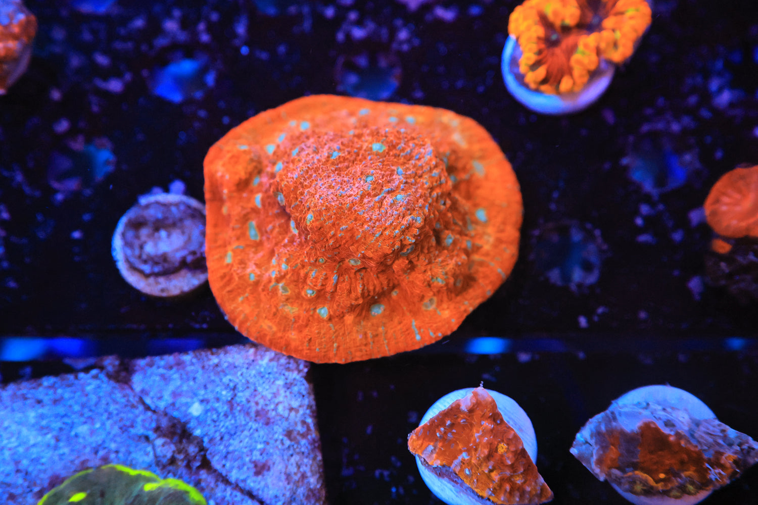 Chalice-Joker Corals
