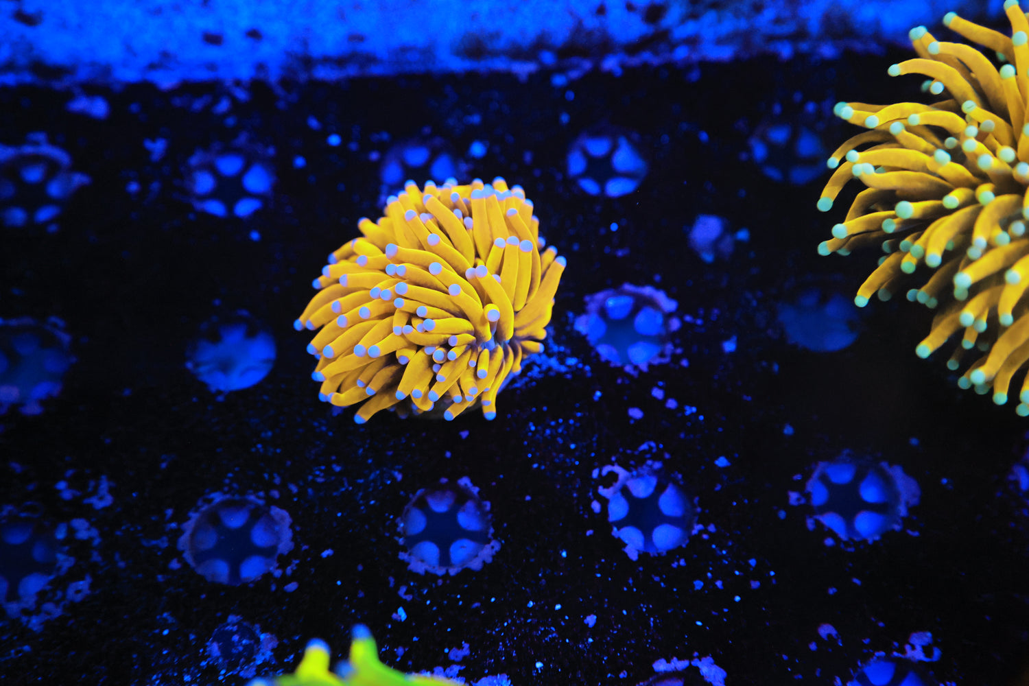 Asian banana torch small head-Joker Corals