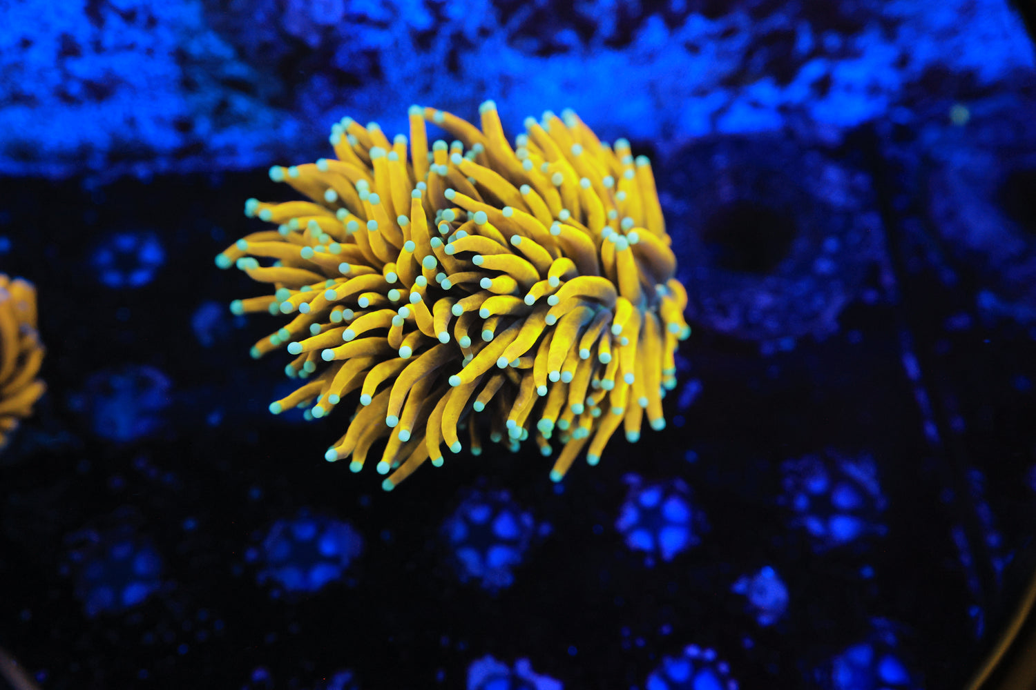 Asian sun god torch splitting head-Joker Corals
