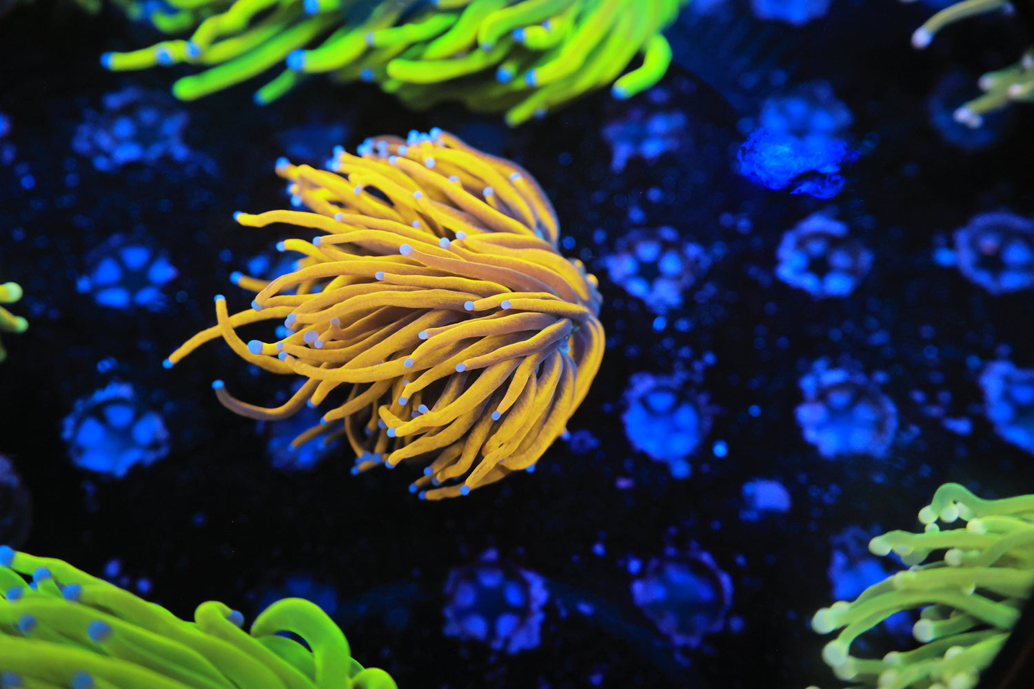 Asian sun god torch-Joker Corals
