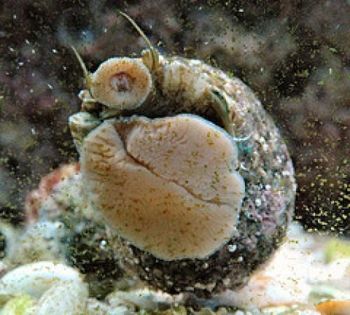 Mexican Turbo Snail-Joker Corals