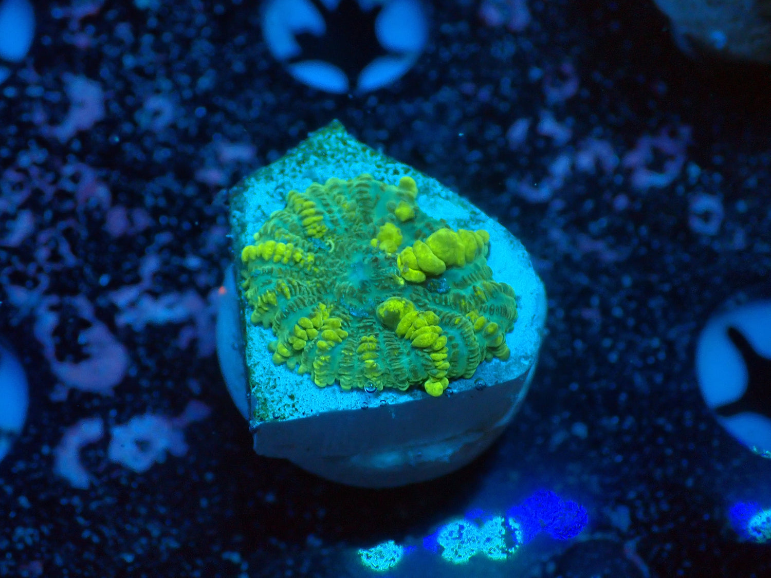 JCC Emerald Venom-Joker Corals