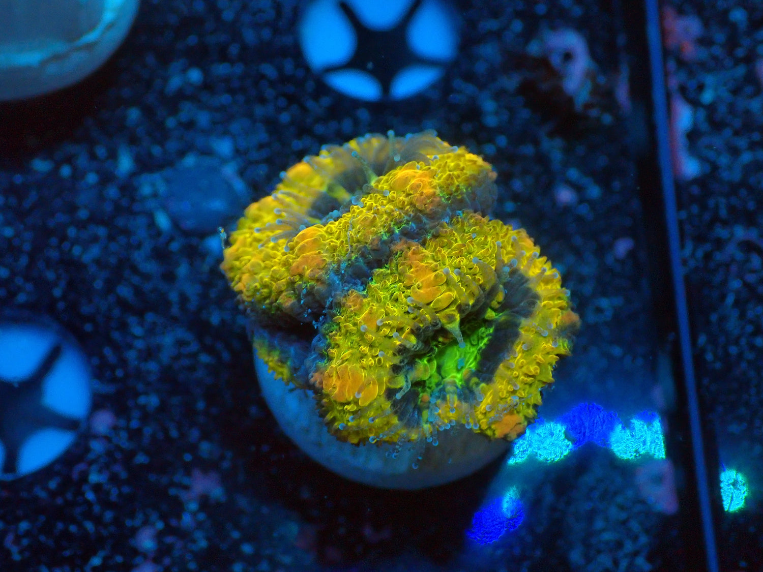 JCC Lemon Cake acan-Joker Corals