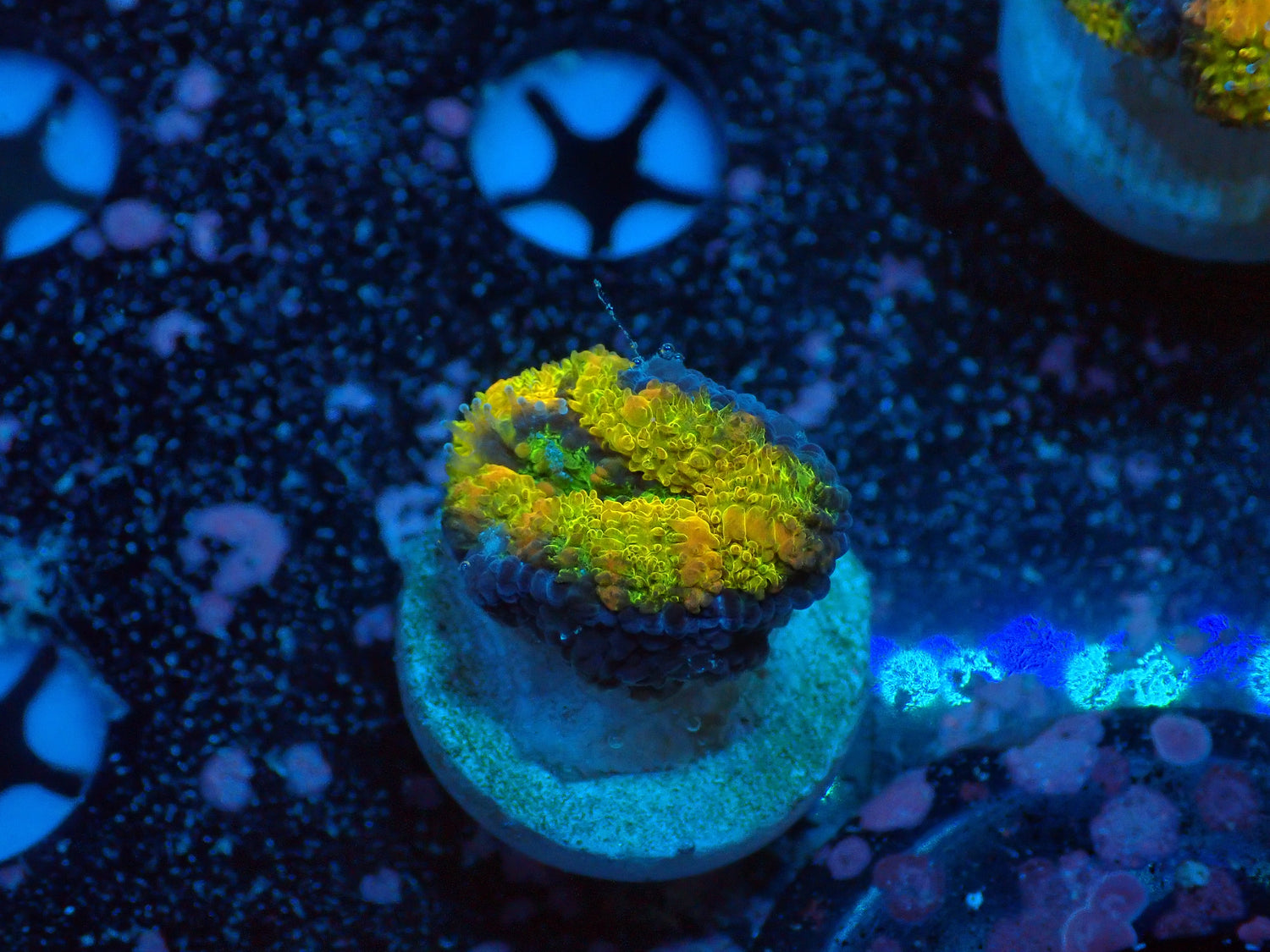 JCC Lemon Cake Acan-Joker Corals