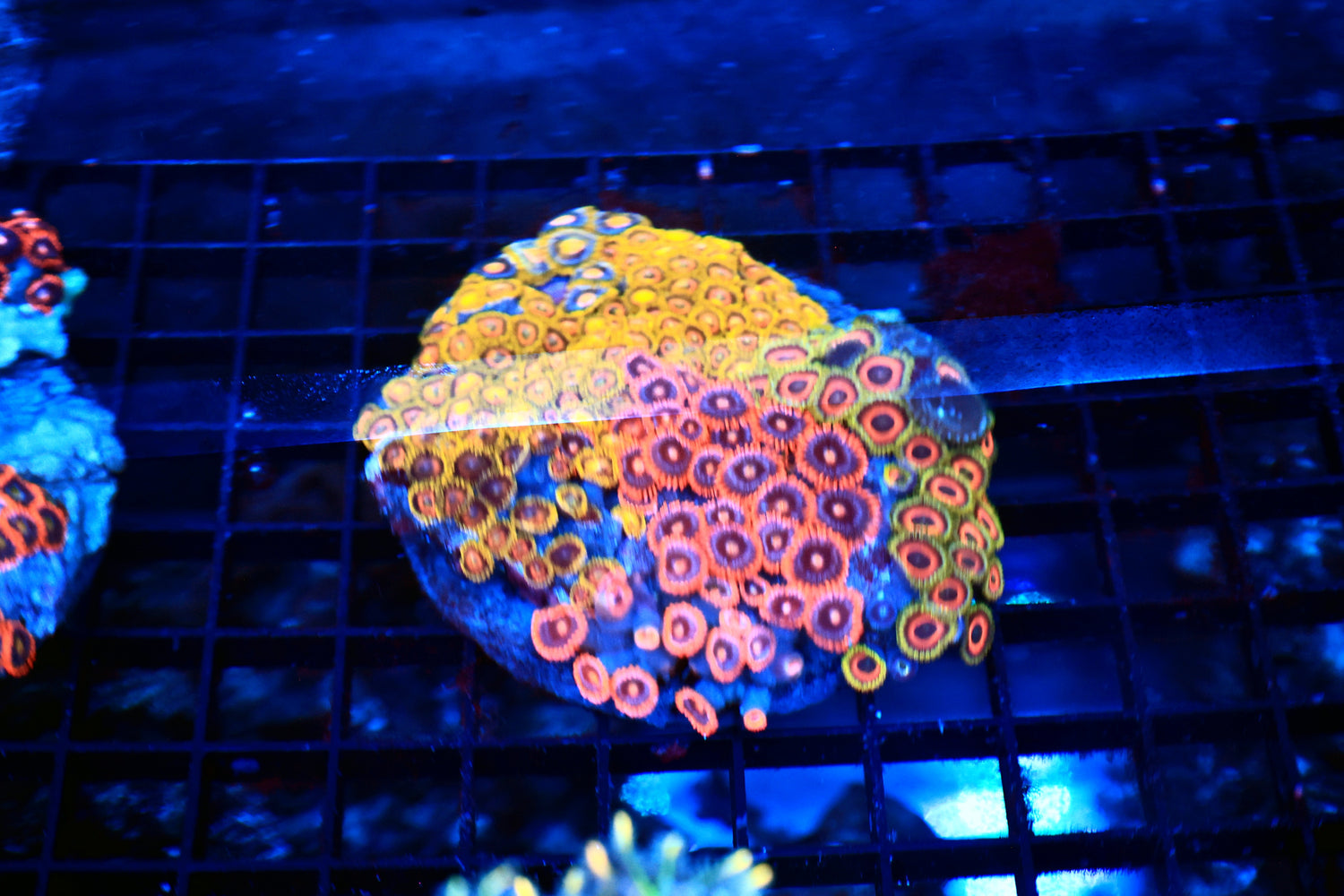 Mixed zoa plate