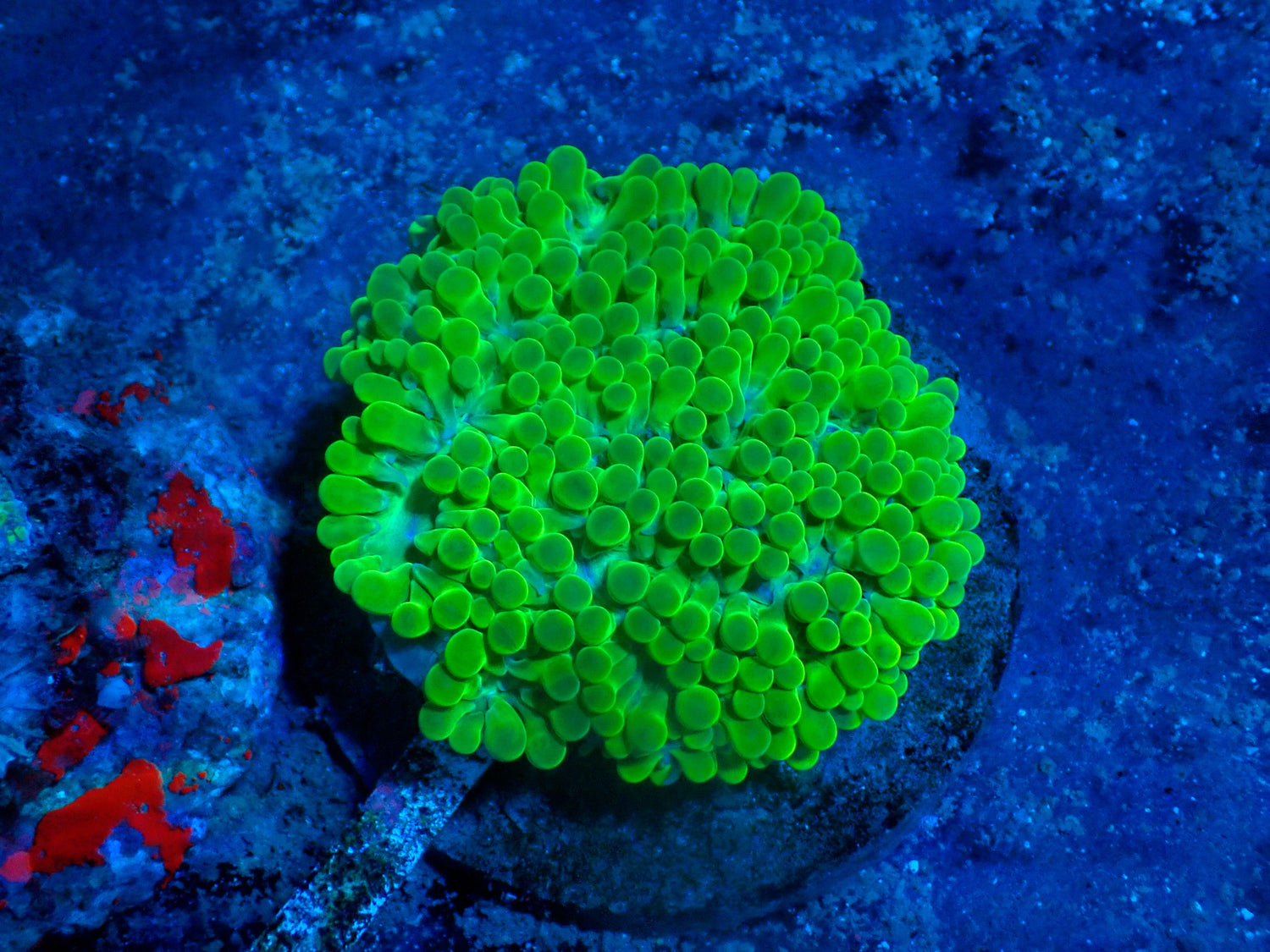 Pearl bubble-Joker Corals