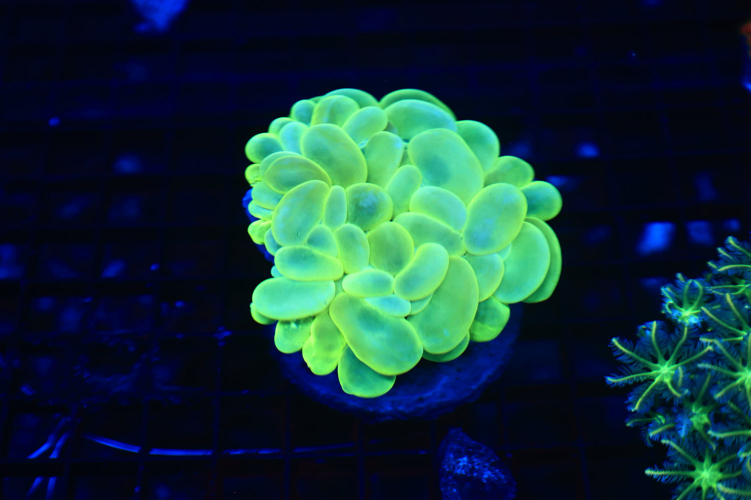 Ultra bubble coral