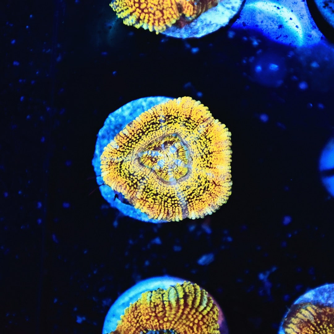 JCC Angel eye glitter acan