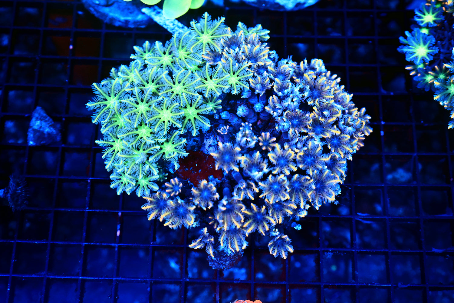 Clove polyp mixed