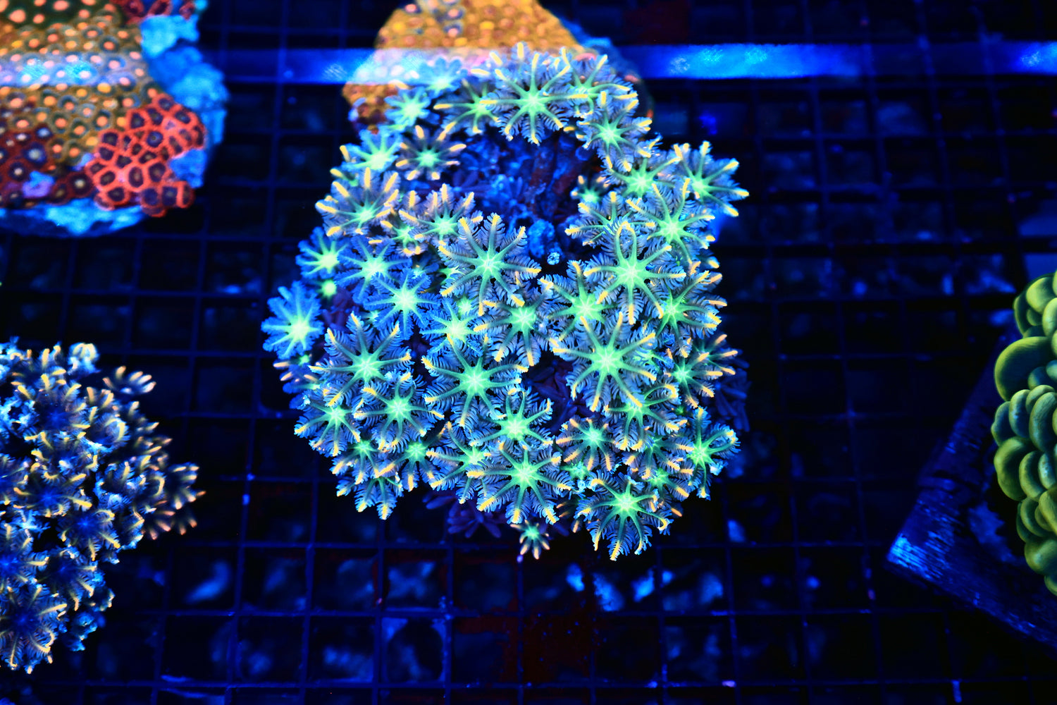 Clove polyp mixed
