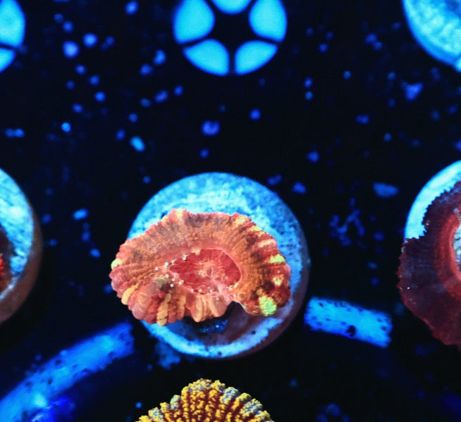 Rainbow Asian acan