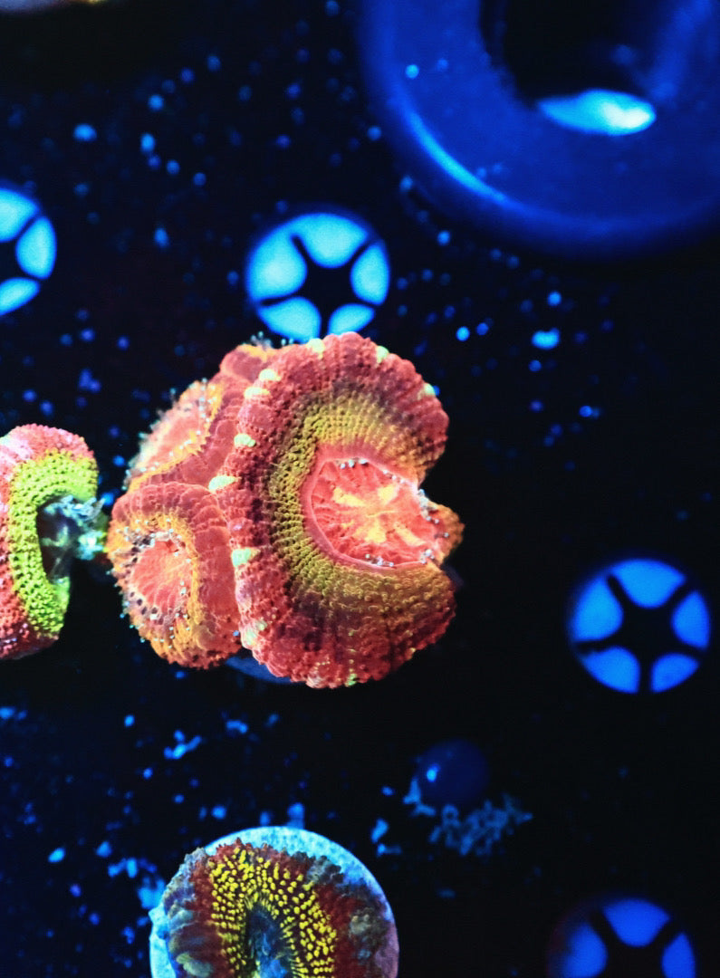 Rainbow Asian acan