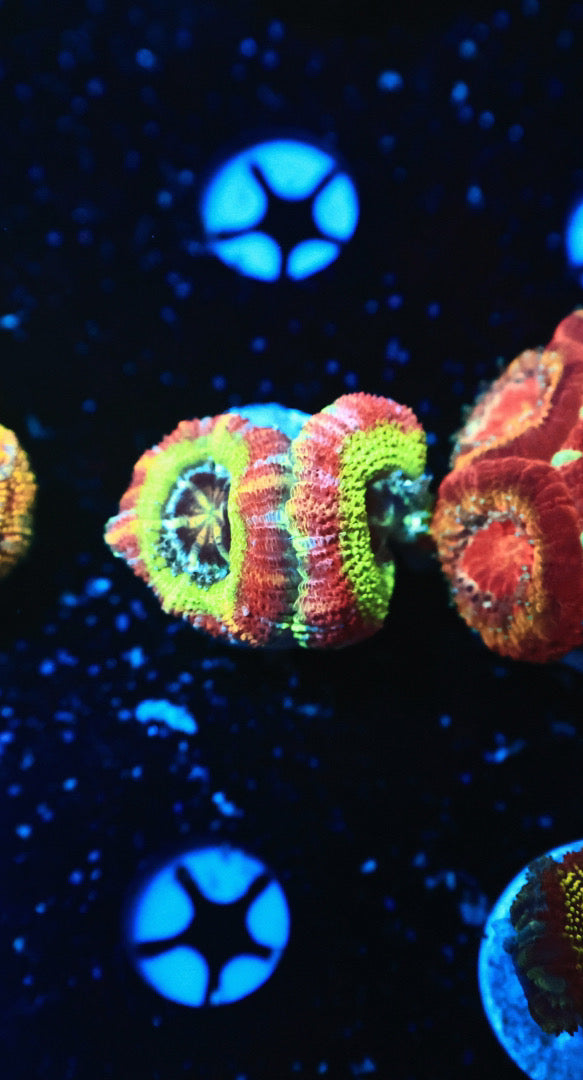 Rainbow Asian acan