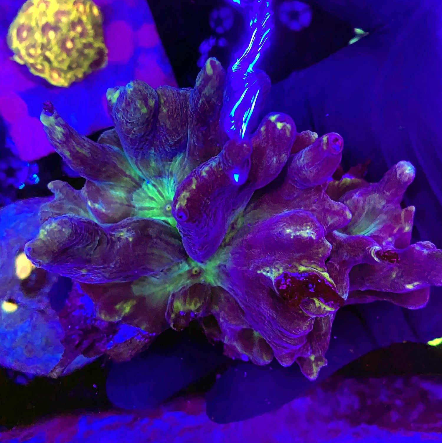 Malasyain pectinia colony