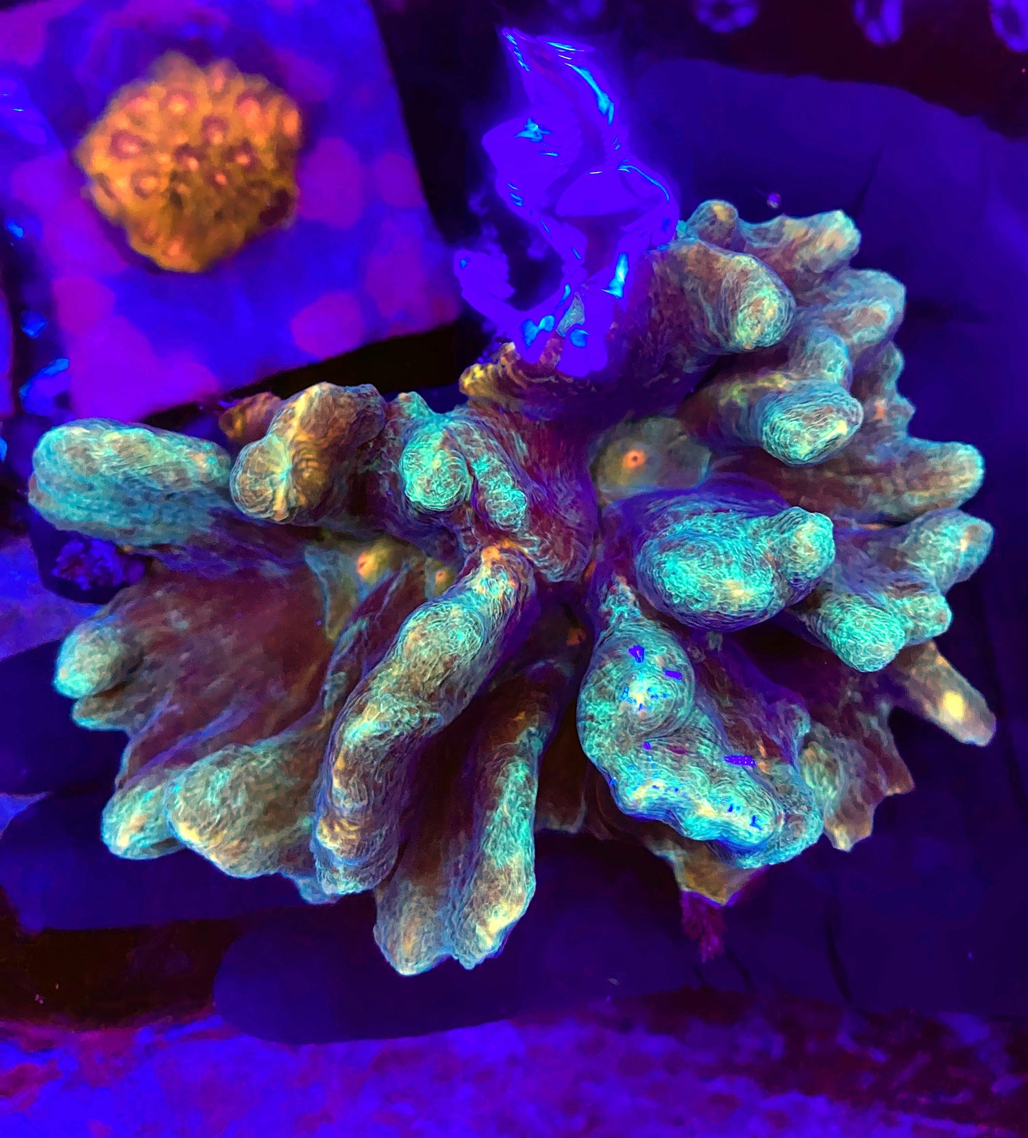 Malasyain pectinia colony