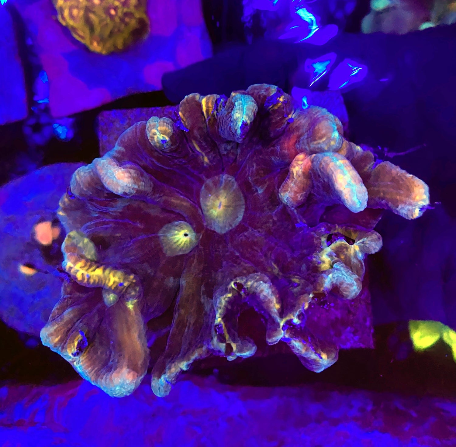 Malasyain pectinia colony