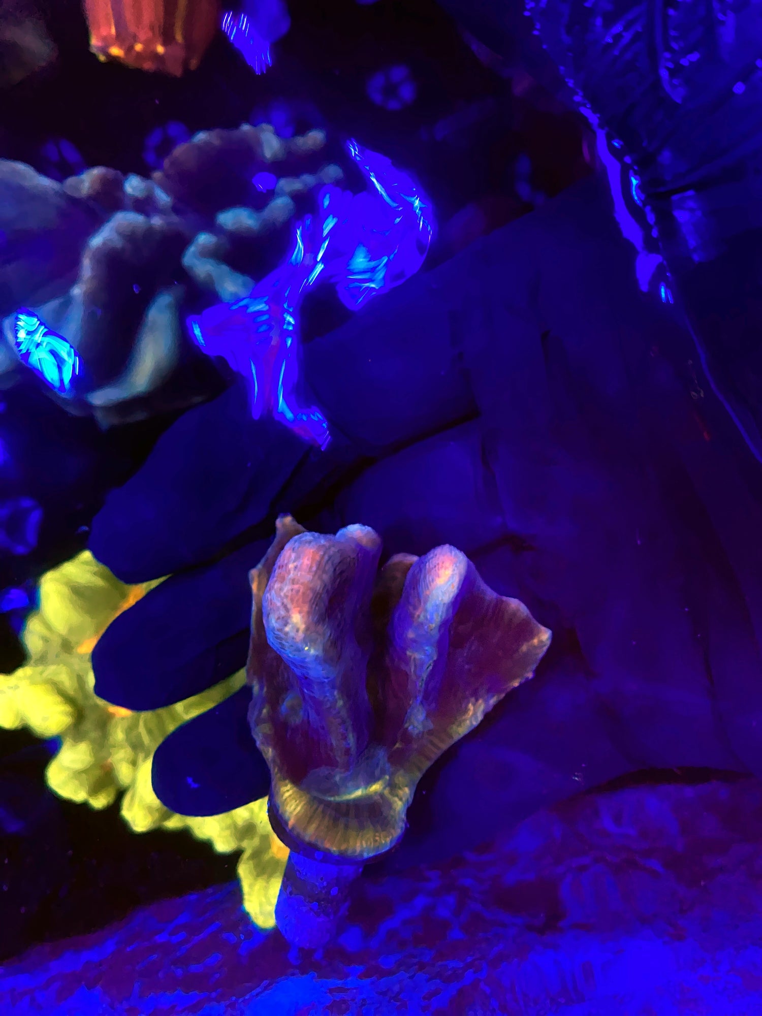 Malasyain pectinia Frag