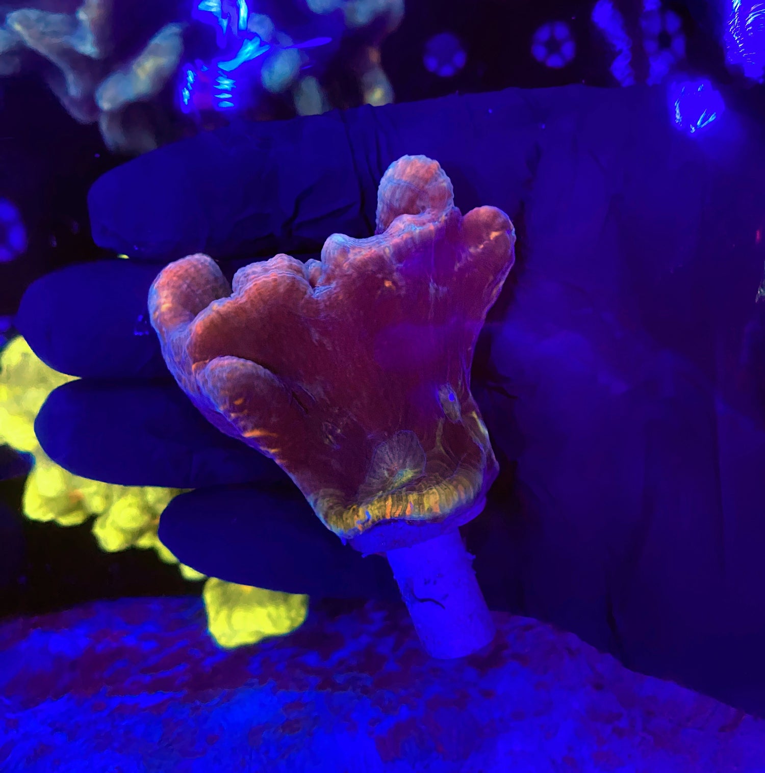 Malasyain pectinia Frag