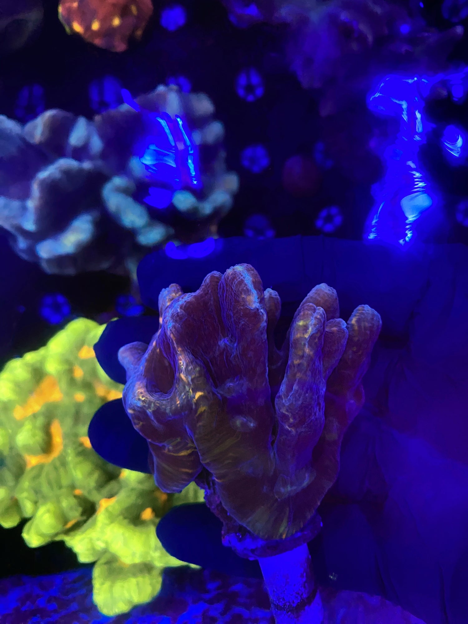 Malasyain pectinia Frag