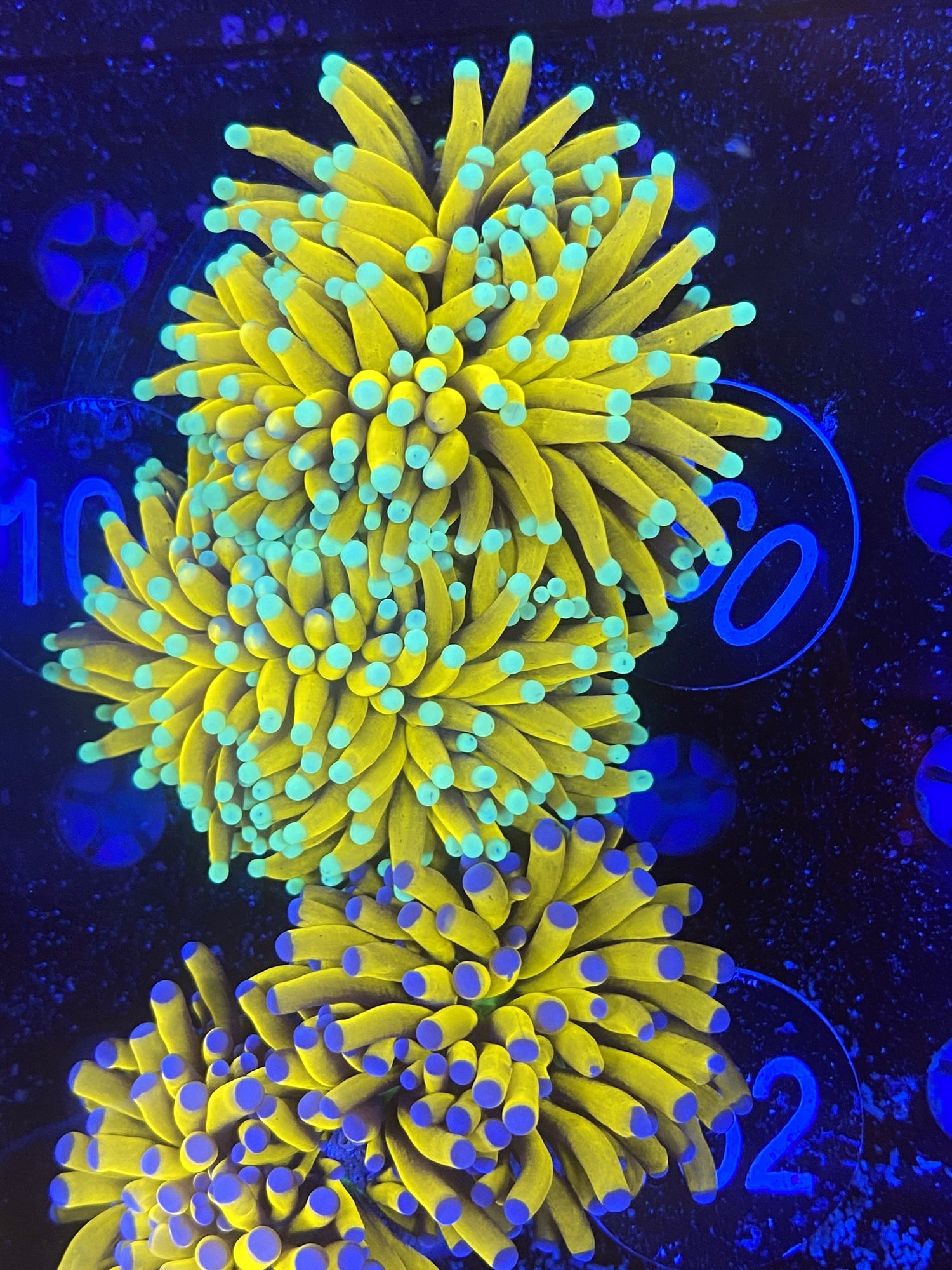 Sungod Torch almost two head