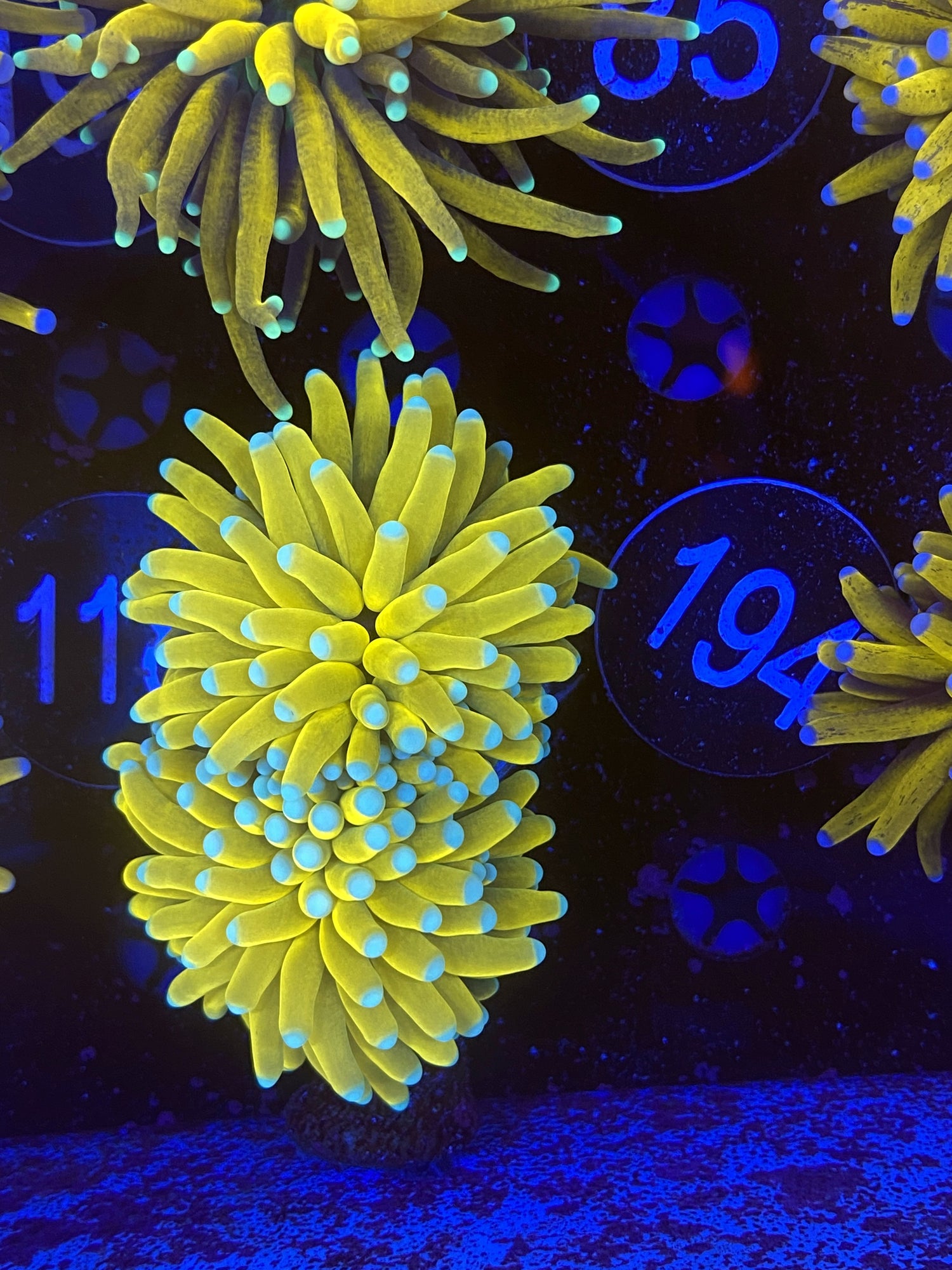 White Tip banana Torch