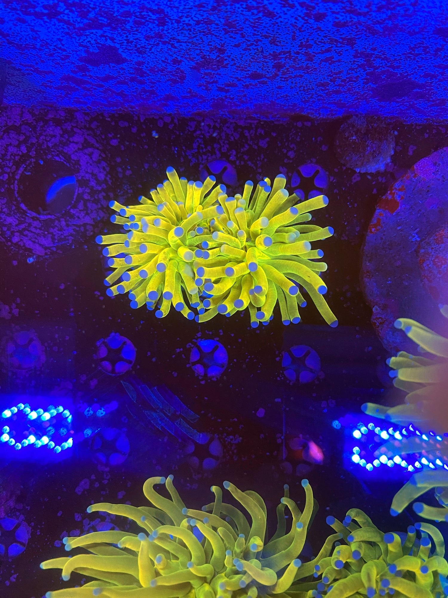 Holy Grail Torch Splitting Head