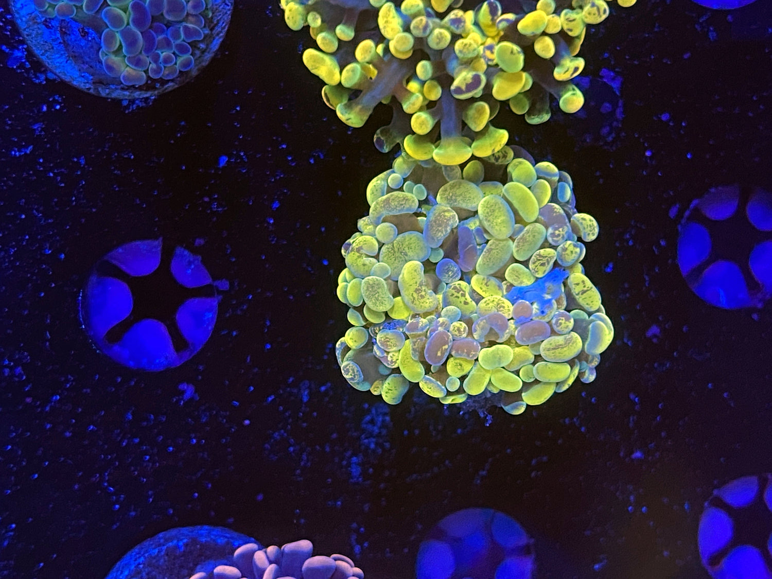 Yellow splatter hammer