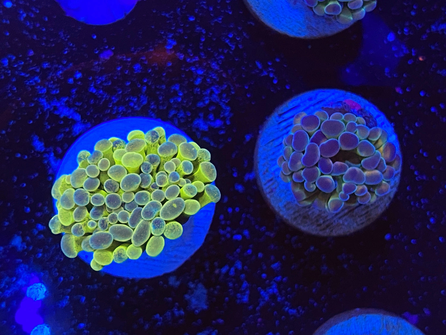 Frammer coral