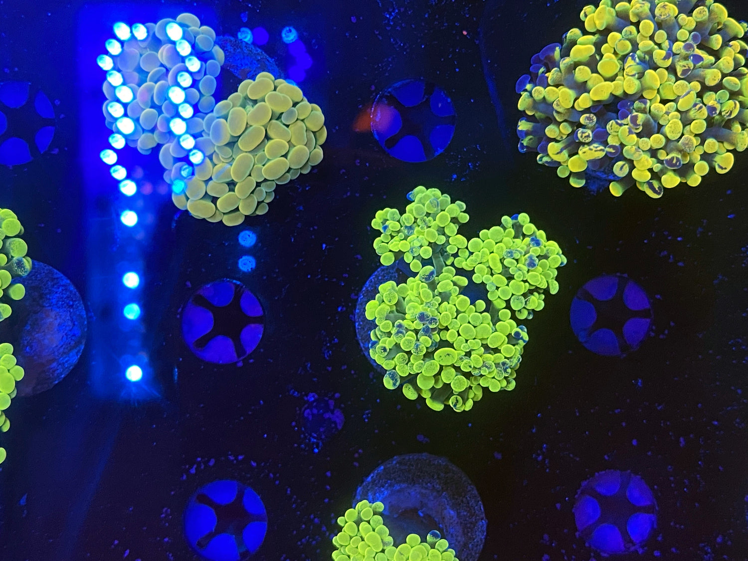 Neon splatter