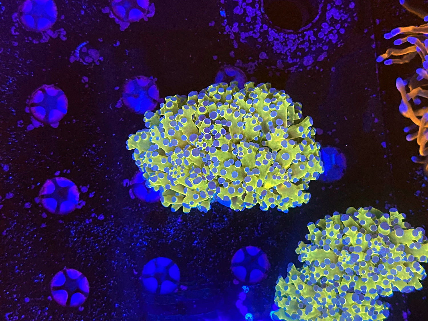Neon Purpule Tip Frogspwan