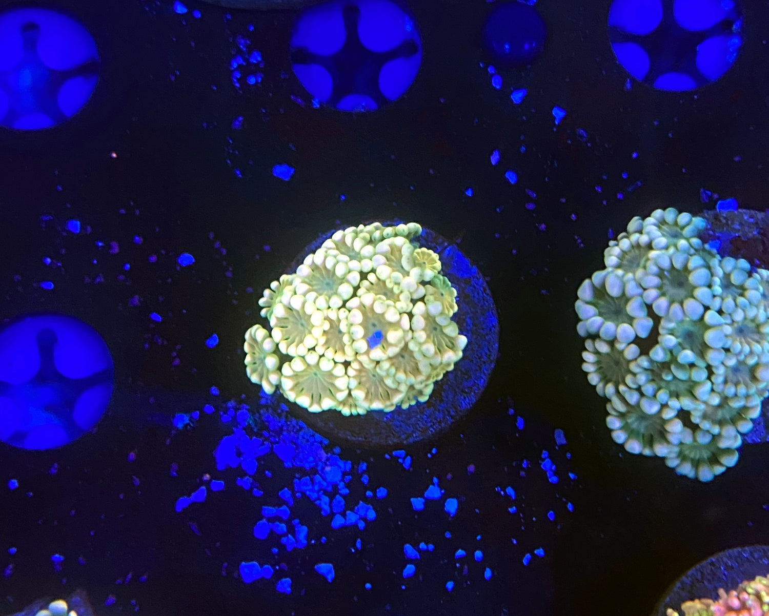 rainbow alveopora