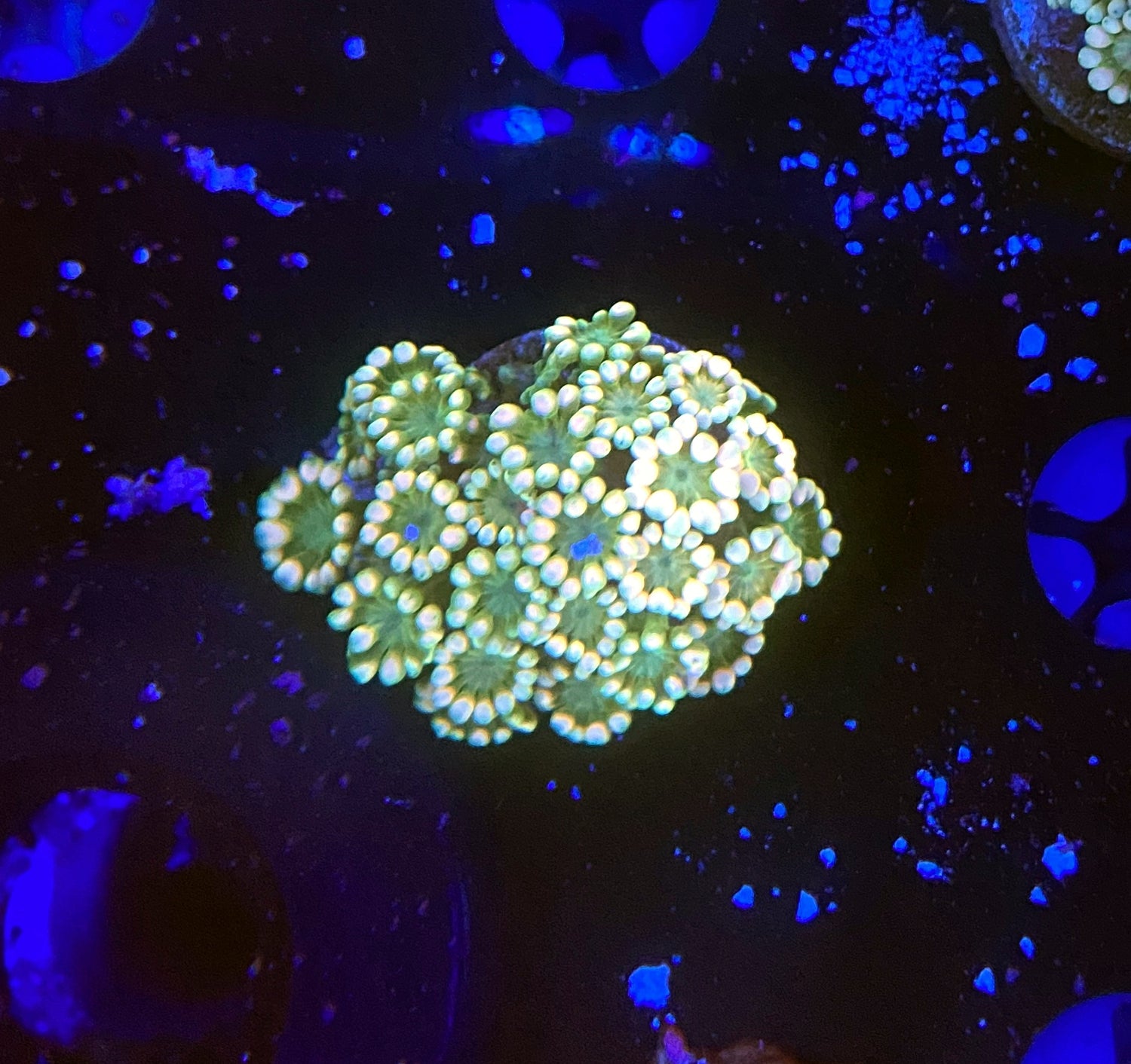 rainbow alveopora