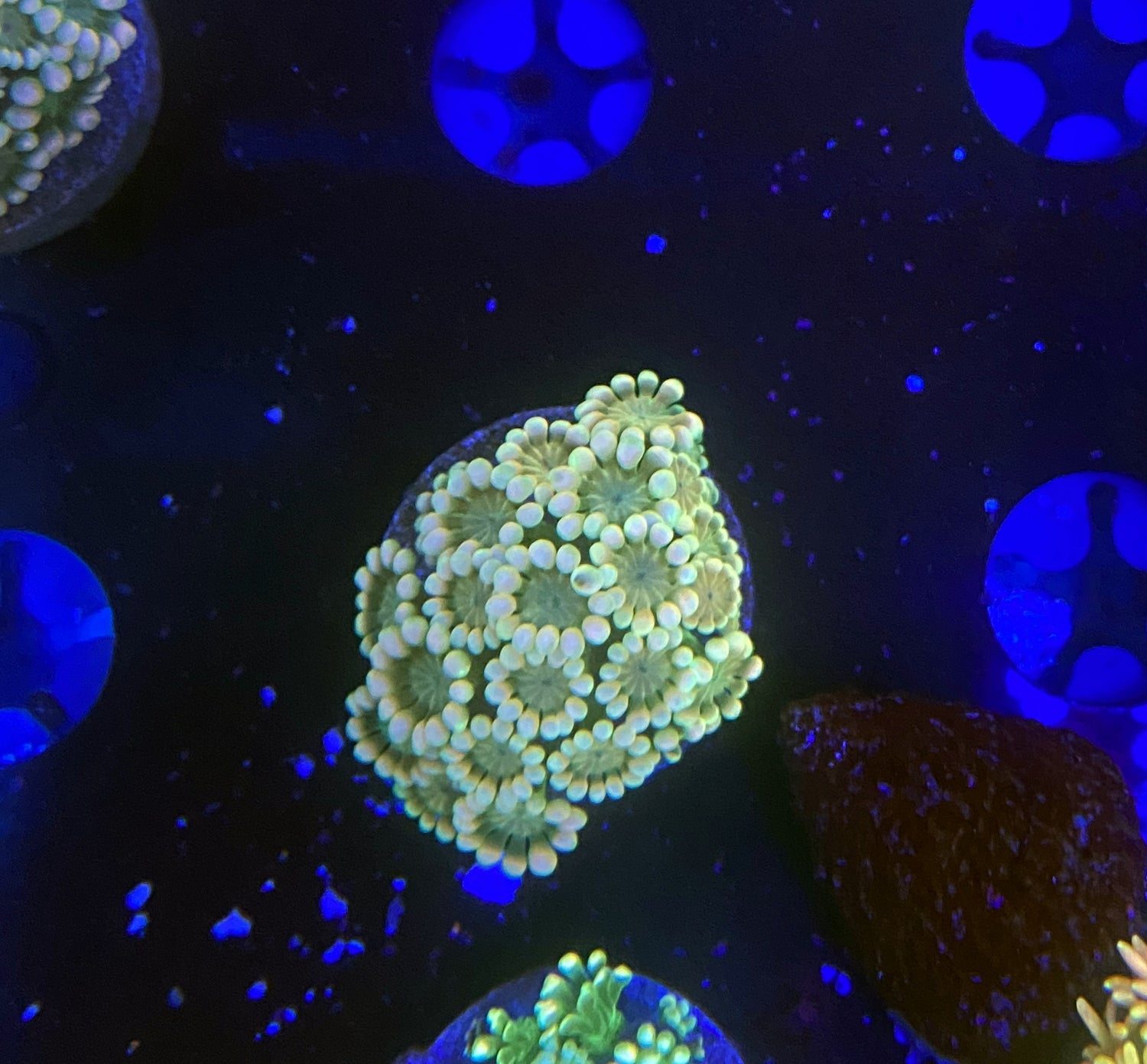 rainbow alveopora