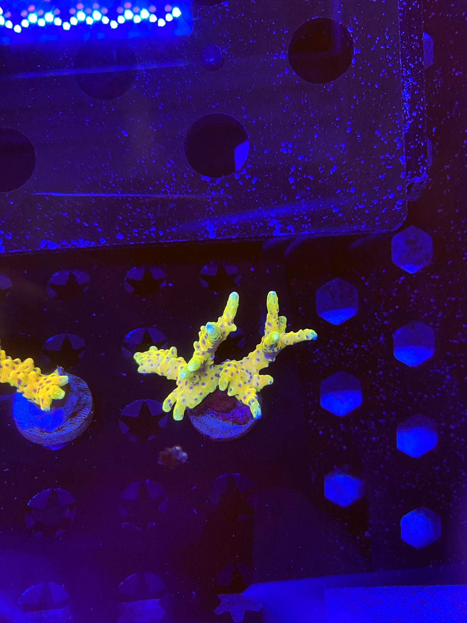 RRC Golden Rod