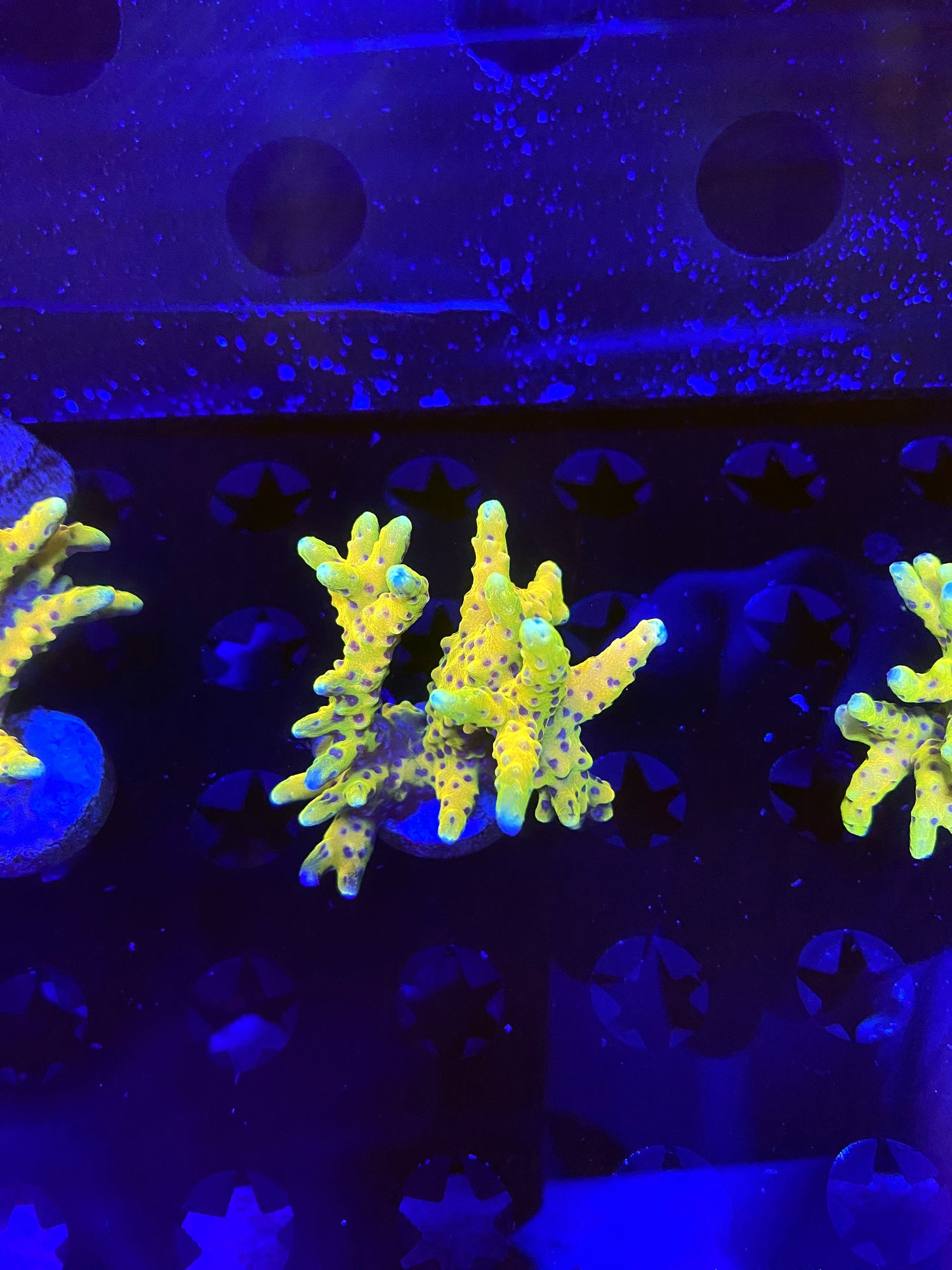 RRC Golden Rod Chunky