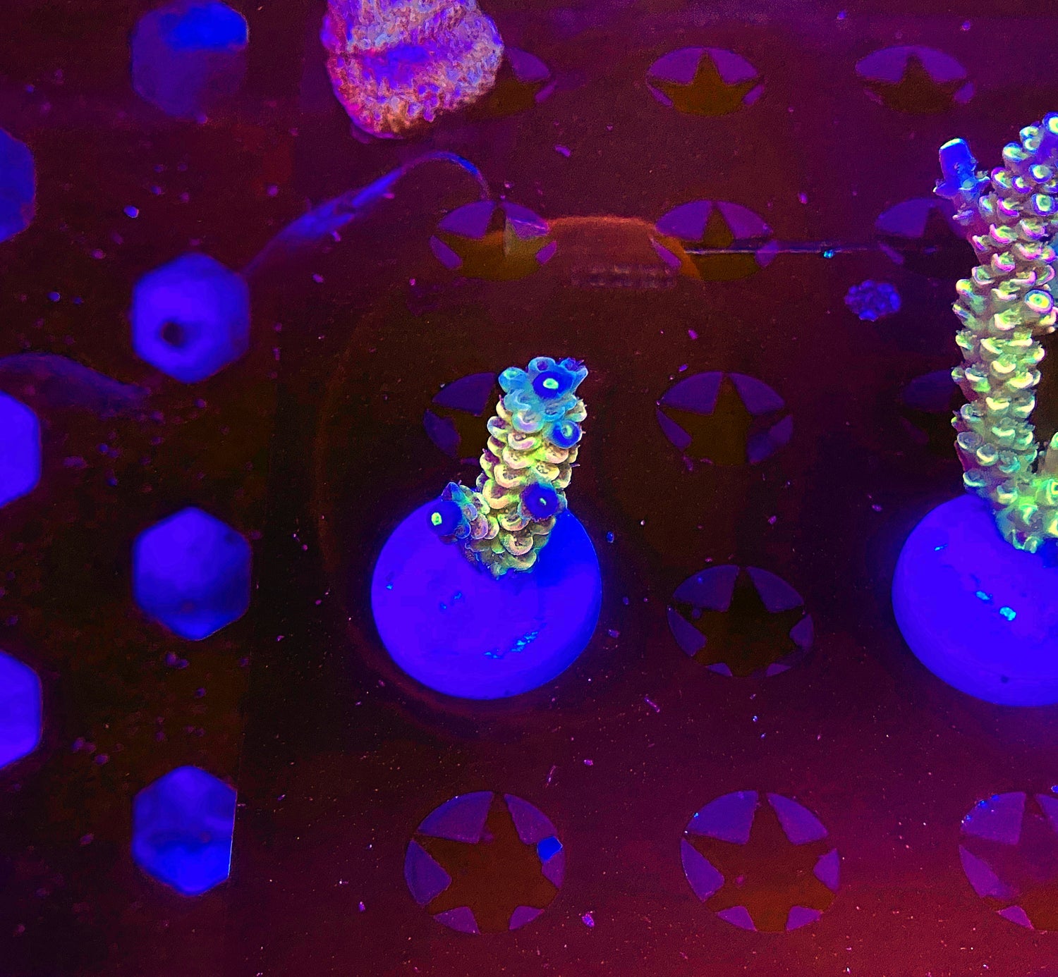 JCC Pinkfrost nub