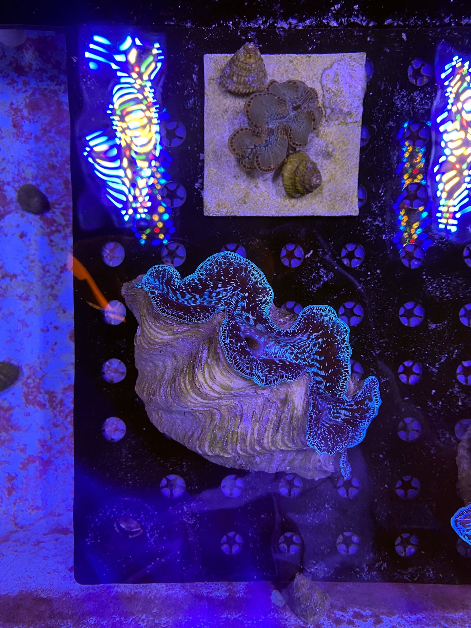 Blue Maxima Clam 5inches
