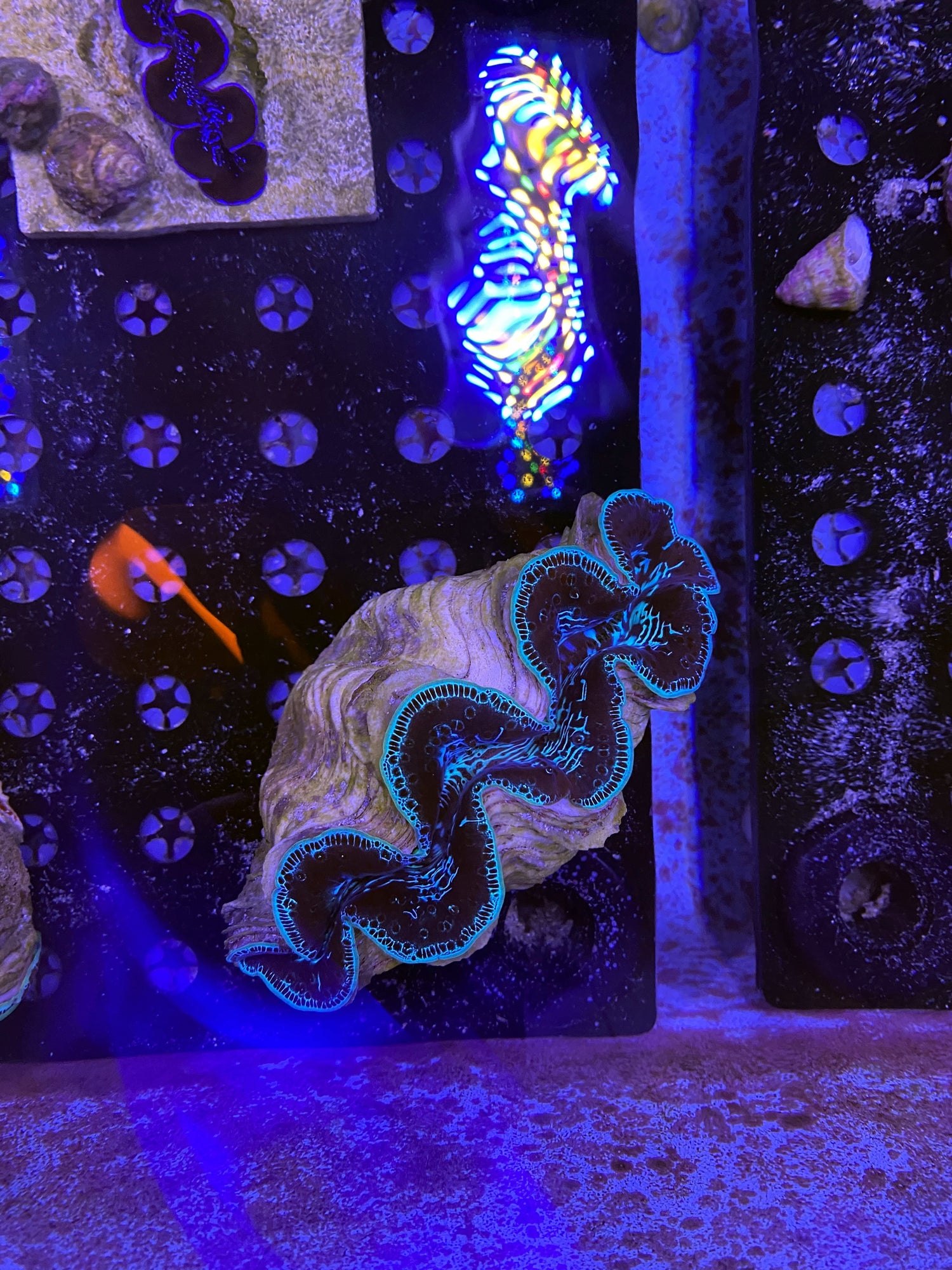 Blue Maxima Clam 5inches