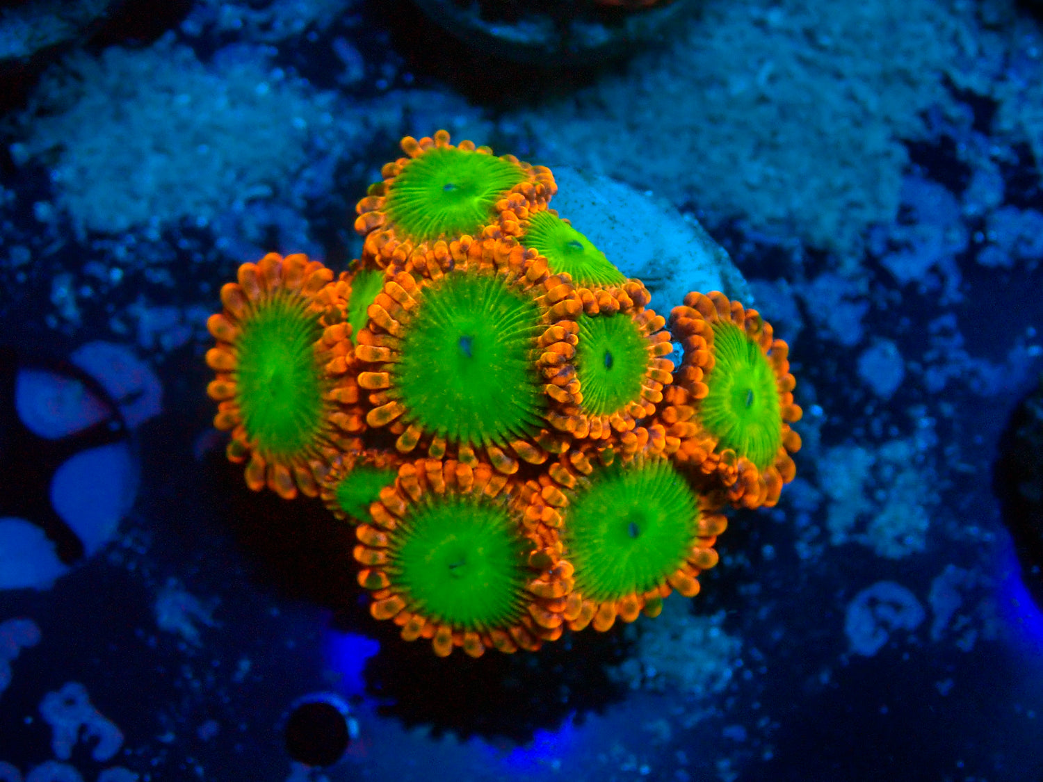 CB Oompa Loompa-Joker Corals