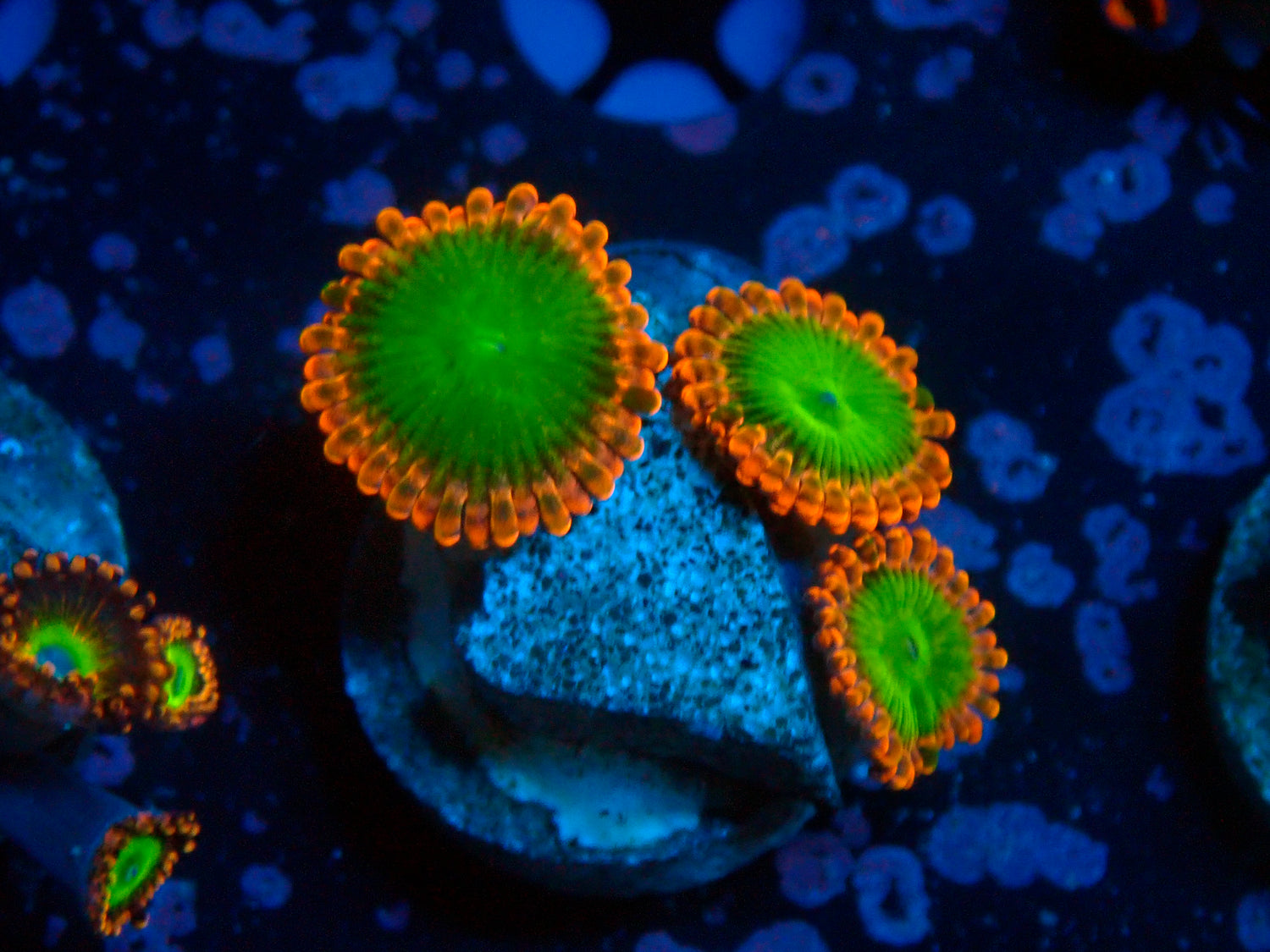CB Oompa Loompa-Joker Corals